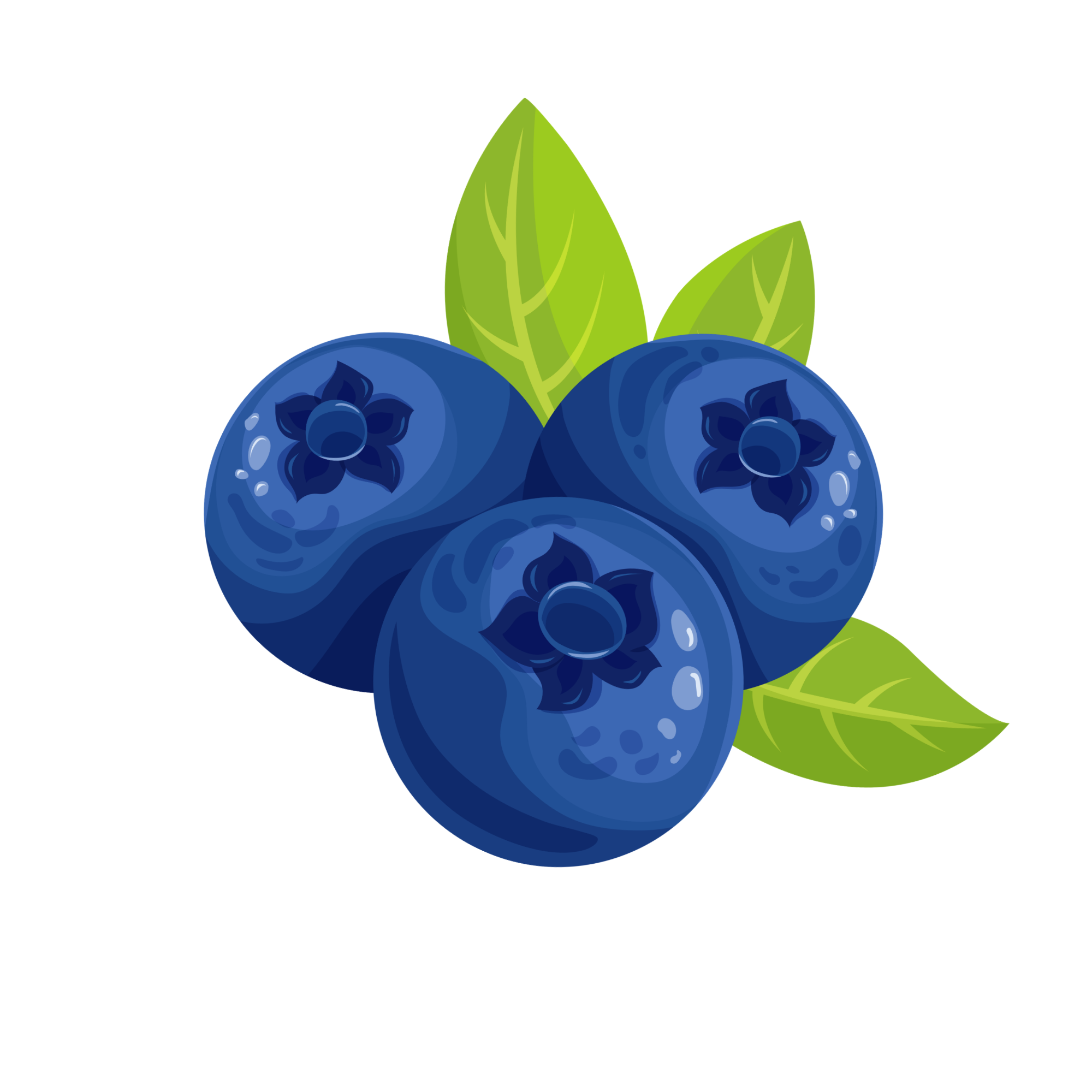 Illustration of three vibrant blue blueberries with green leaves. The berries have detailed textures, conveying freshness and natural appeal.